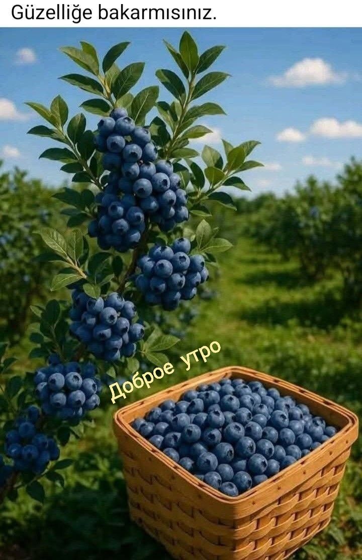 Güzelliğe bakarmısınız. Доброе утро