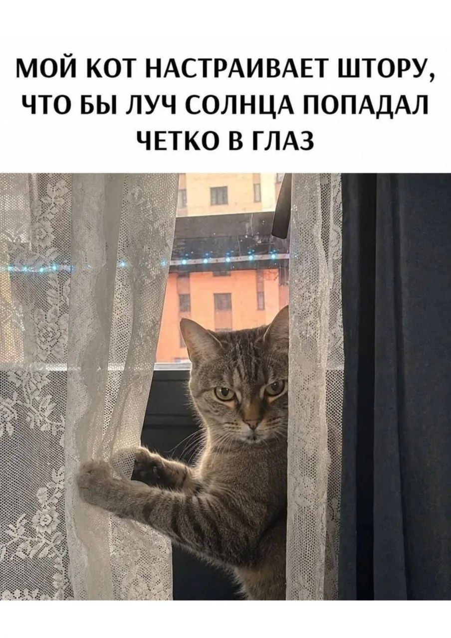 МОЙ КОТ НАСТРАИВАЕТ ШТОРУ, ЧТО БЫ ЛУЧ СОЛНЦА ПОПАДАЛ ЧЕТКО В ГЛАЗ