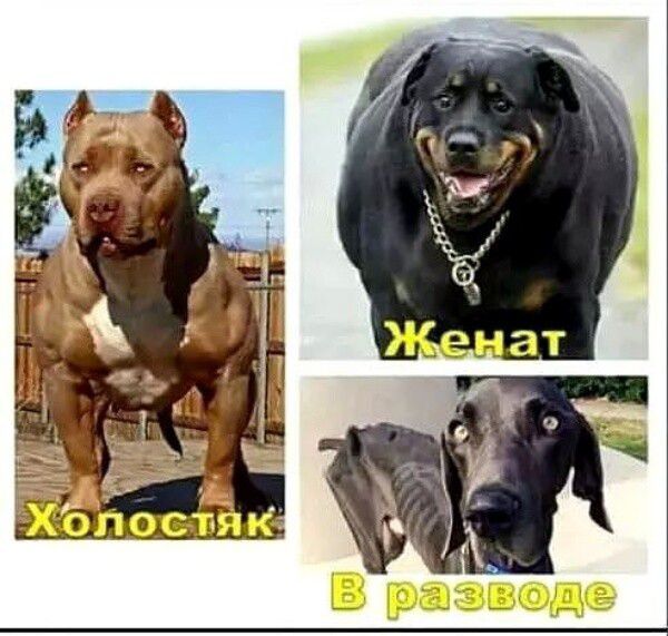 Холостяк Женат В разводе