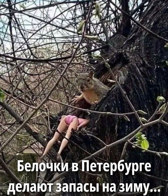Белочки в Петербурге делают запасы на зиму...