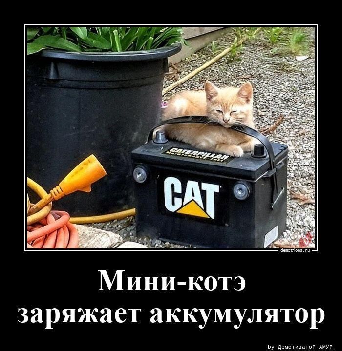 Мини-котэ заряжает аккумулятор CAT