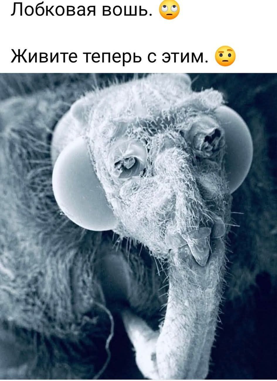 Лобковая вошь. Живите теперь с этим.