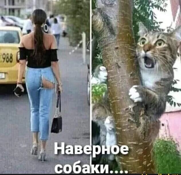 На изображении девушка идет по улице в порванных джинсах, открывающих ягодицы. Рядом кот испуганно смотрит, цепляясь за дерево. Надпись: Наверное собаки....