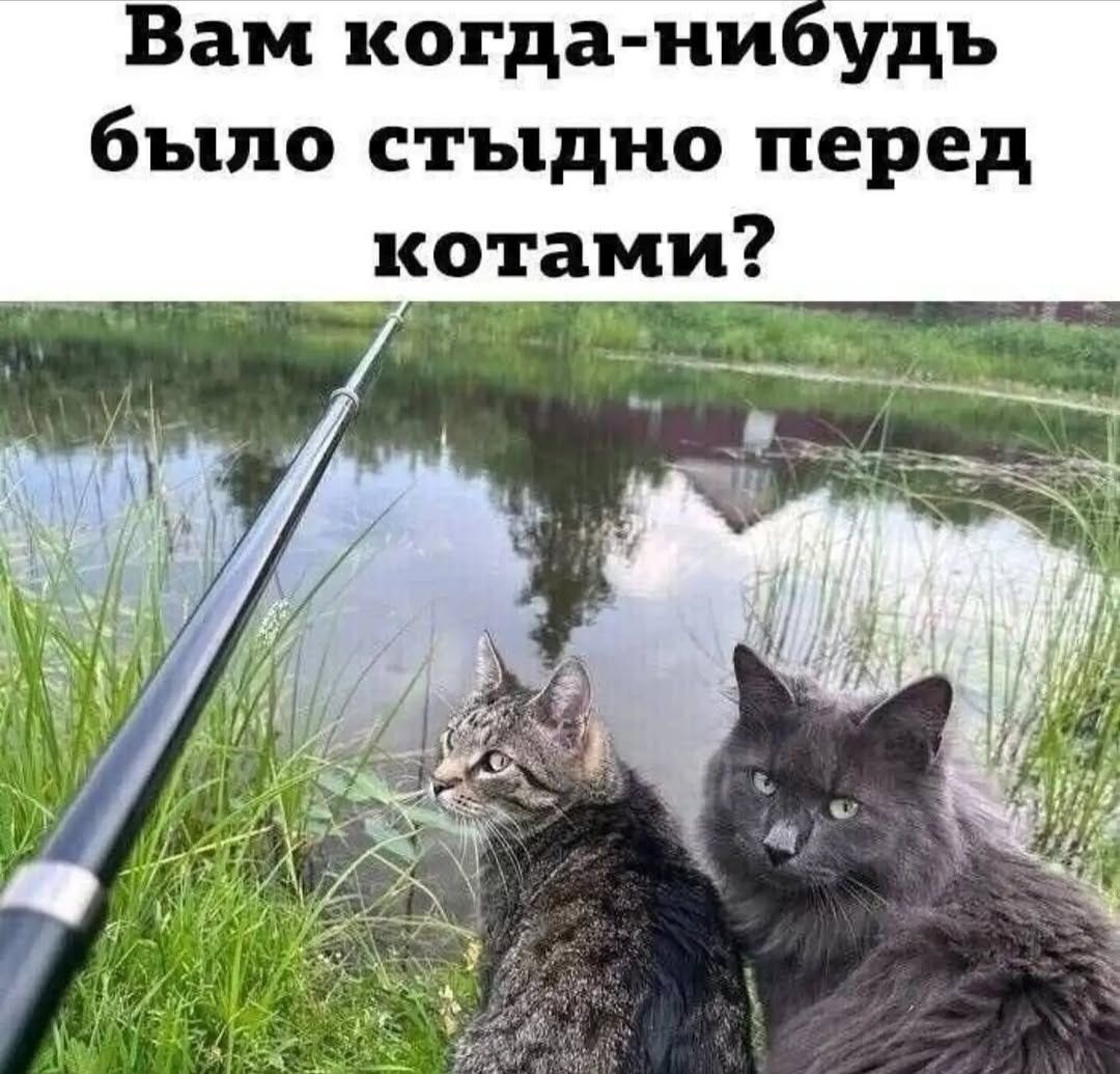 Вам когда-нибудь было стыдно перед котами?