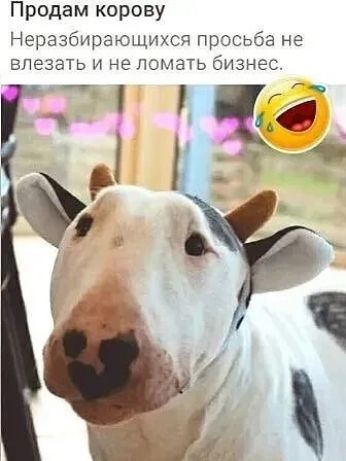 Продам корову Неразбирающихся просьба не влезать и не ломать бизнес.