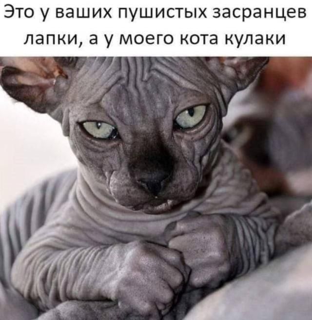 Это у ваших пушистых засранцев лапки, а у моего кота кулаки