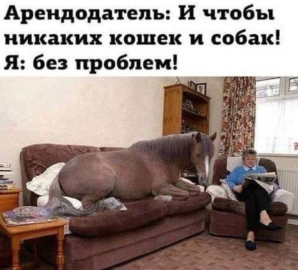 Арендодатель: И чтобы никаких кошек и собак! Я: без проблем!