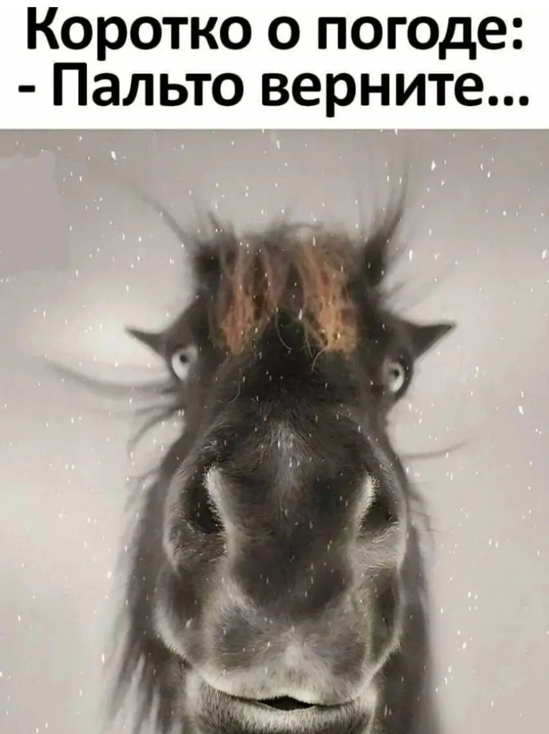 Коротко о погоде: - Пальто верните...