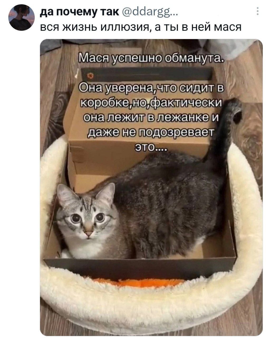 да почему так @ddargg... вся жизнь иллюзия, а ты в ней мася. Мася успешно обманута. Она уверена, что сидит в коробке, но, фактически, она лежит в лежанке и даже не подозревает это....