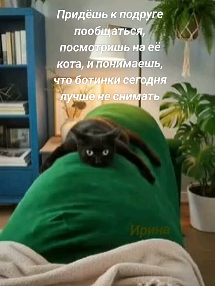 Придешь к подруге пообщаться, посмотришь на ее кота, и понимаешь, что ботинки сегодня лучше не снимать