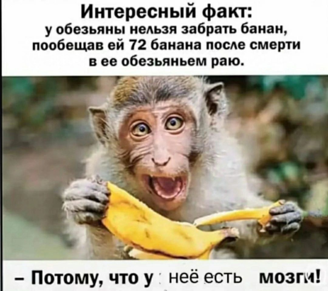 Интересный факт: у обезьяны нельзя забрать банан, пообещав ей 72 банана после смерти в ее обезьяньем раю. – Потому, что у неё есть мозги!