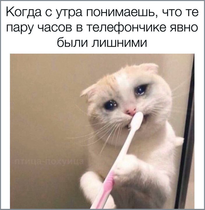 Когда с утра понимаешь, что те пару часов в телефончике явно были лишними птица-похуица