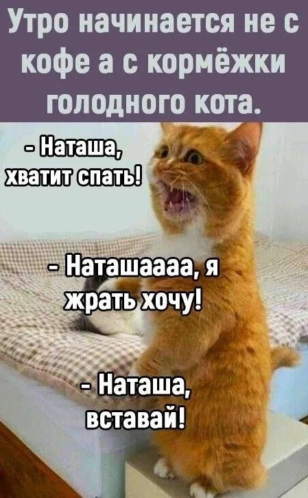 Утро начинается не с кофе а с кормёжки голодного кота. - Наташа, хватит спать! - Наташаааа, я жрать хочу! - Наташа, вставай!