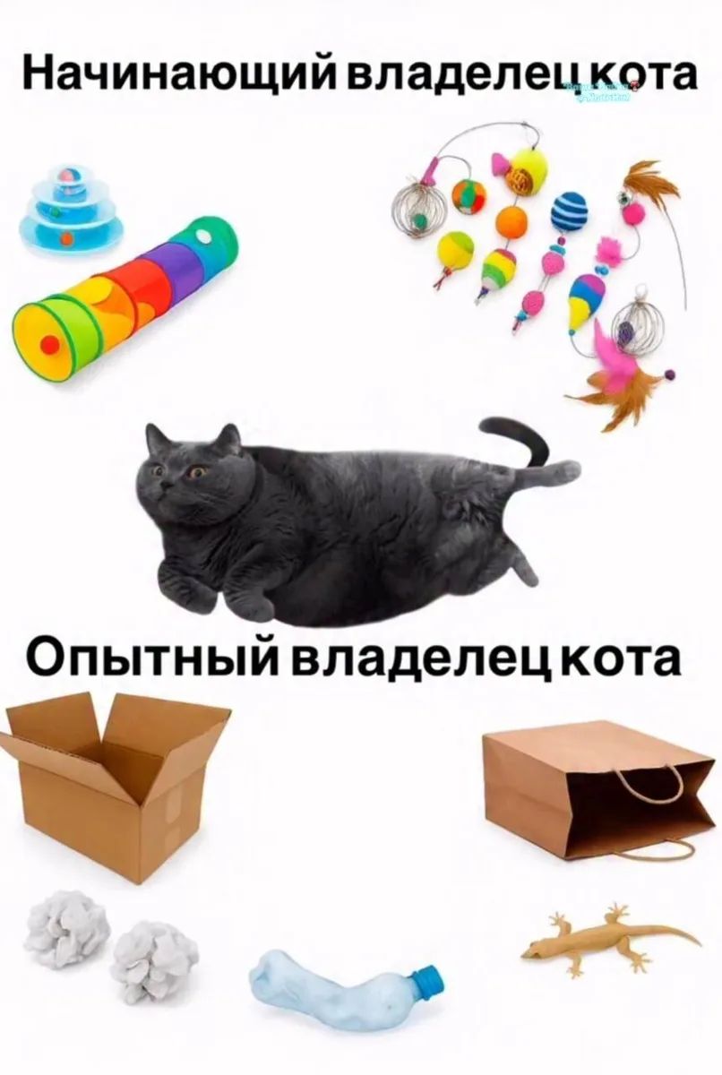 Начинающий владелец кота Опытный владелец кота