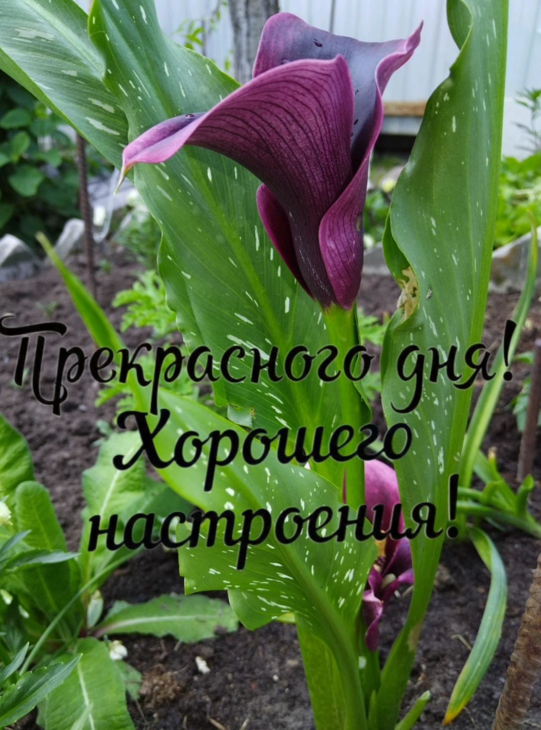 Прекрасного дня! Хорошего настроения!