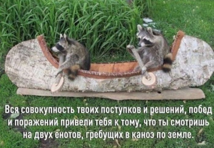 Вся совокупность твоих поступков и решений, побед и поражений привели тебя к тому, что ты смотришь на двух енотов, гребущих в каноэ по земле.