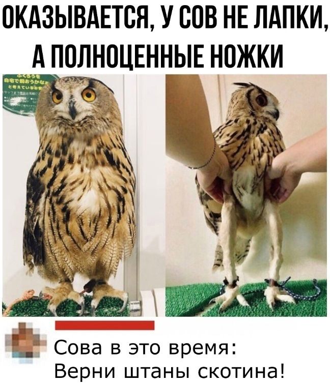 Оказывается, у сов не лапки, а полноценные ножки. Сова в это время: Верни штаны скотина!