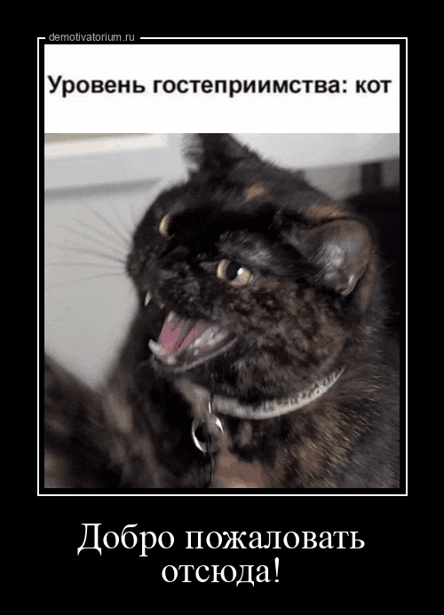 Уровень гостеприимства: кот. Добро пожаловать отсюда!