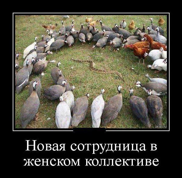 Новая сотрудница в женском коллективе