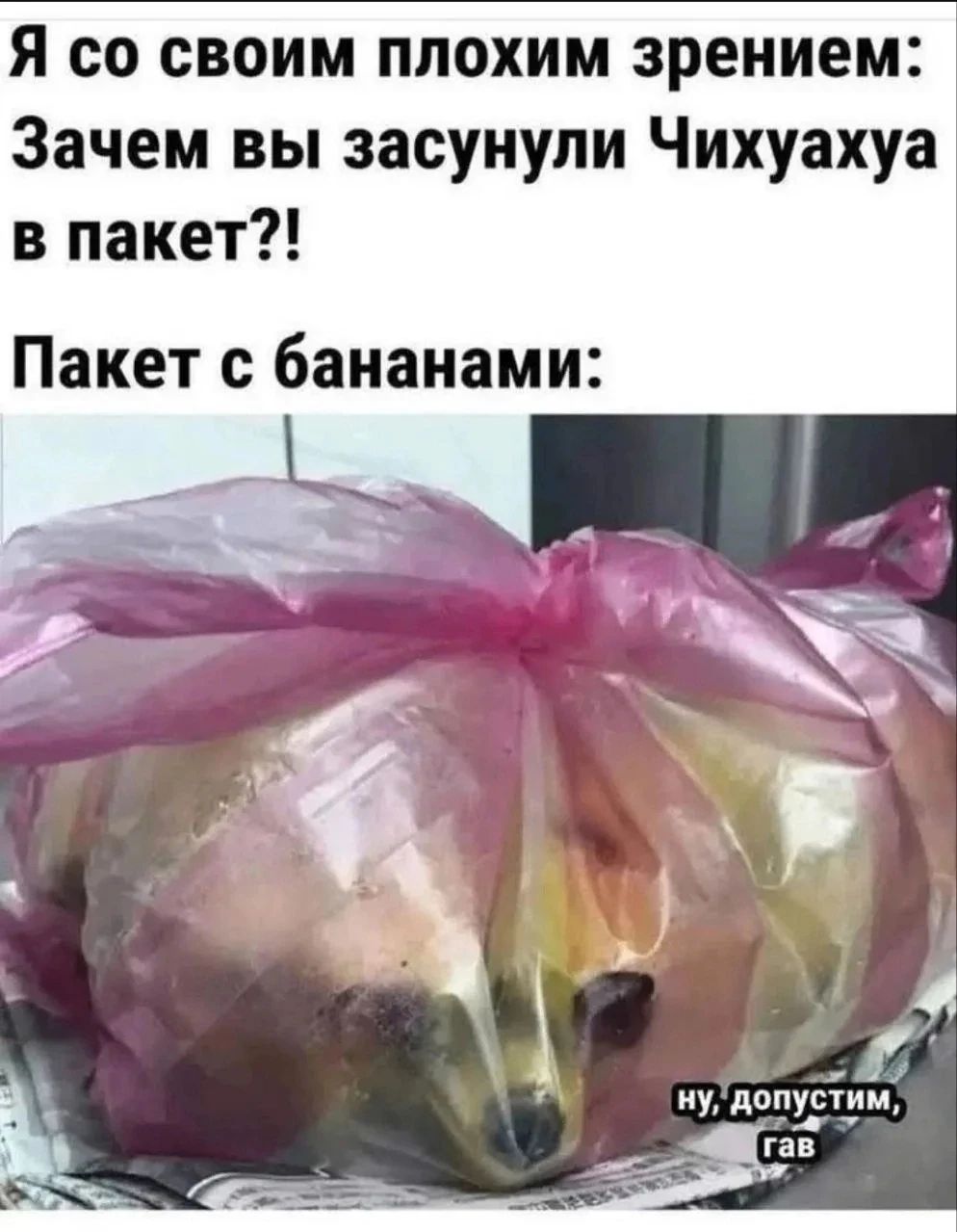 Я со своим плохим зрением: Зачем вы засунули Чихуахуа в пакет?! Пакет с бананами: ну, допустим, гав