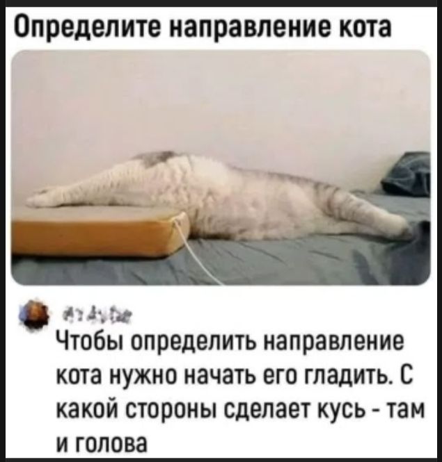 Определите направление кота. Чтобы определить направление кота нужно начать его гладить. С какой стороны сделает кусь - там и голова.