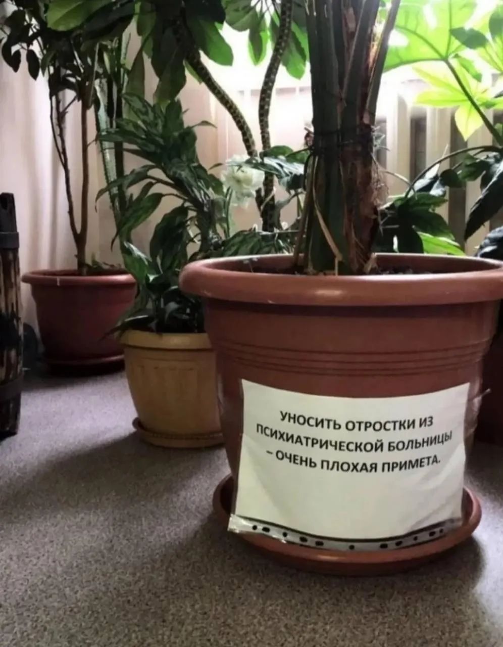 УНОСИТЬ ОТРОСТКИ ИЗ ПСИХИАТРИЧЕСКОЙ БОЛЬНИЦЫ - ОЧЕНЬ ПЛОХАЯ ПРИМЕТА.