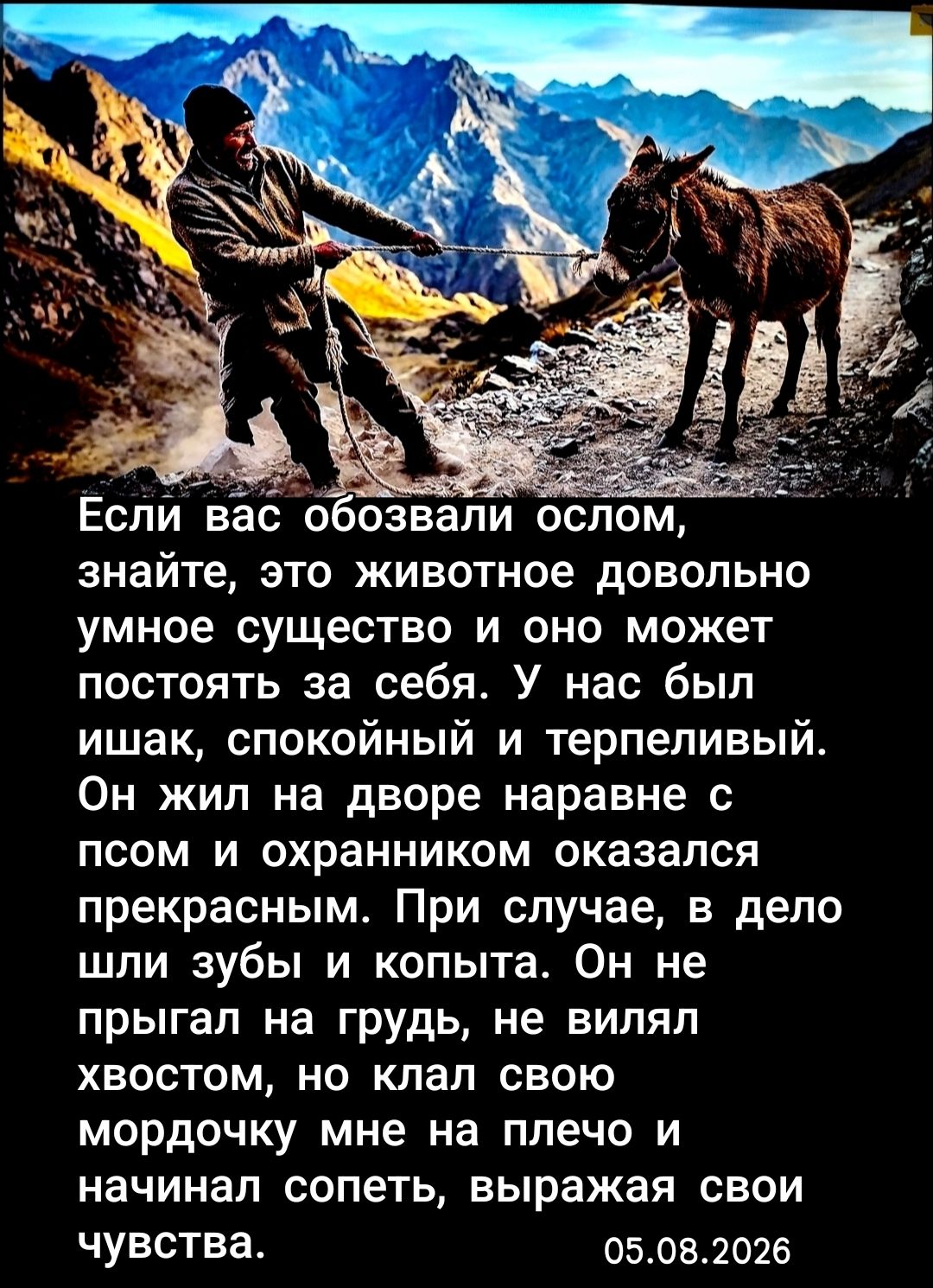 Если вас обозвали ослом, знайте, это животное довольно умное существо и оно может постоять за себя. У нас был ишак, спокойный и терпеливый. Он жил на дворе наравне с псом и охранником оказался прекрасным. При случае, в дело шли зубы и копыта. Он не прыгал на грудь, не вилял хвостом, но клал свою мордочку мне на плечо и начинал сопеть, выражая свои
