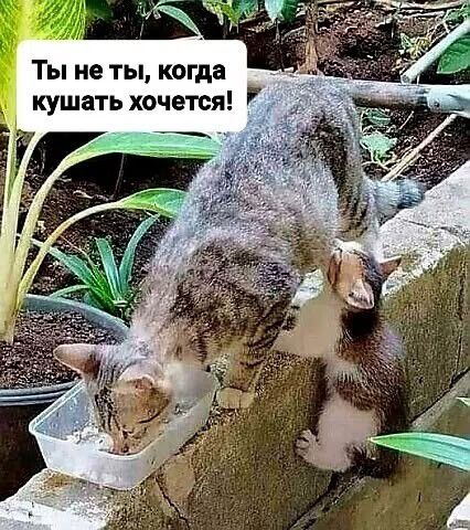 Ты не ты, когда кушать хочется!