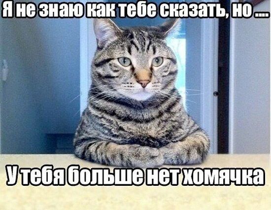 Я не знаю как тебе сказать, но.... У тебя больше нет хомячка