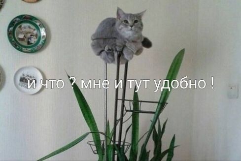 И ЧТО ? МНЕ И ТУТ УДОБНО !