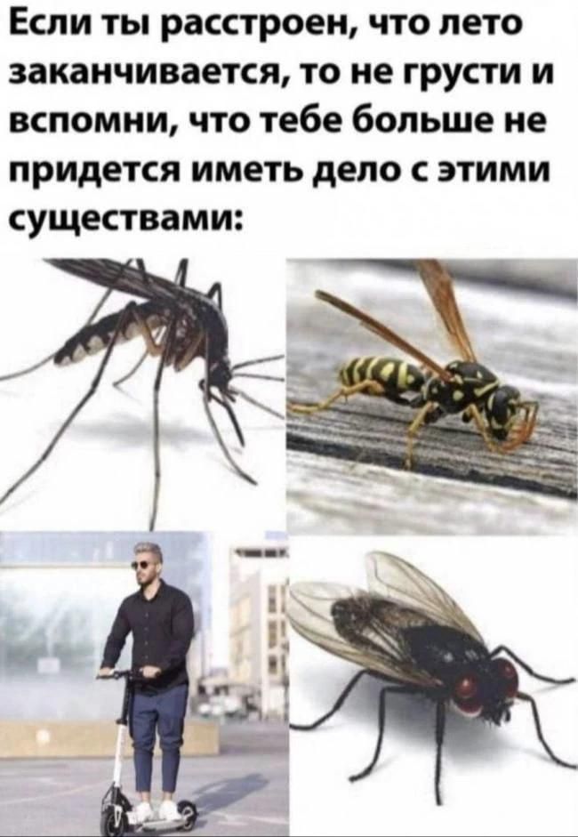 Если ты расстроен, что лето заканчивается, то не грусти и вспомни, что тебе больше не придется иметь дело с этими существами: (комар, оса, мужчина на электросамокате, муха)