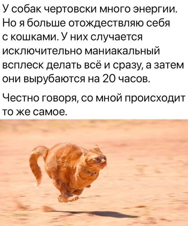 У собак чертовски много энергии. Но я больше отождествляю себя с кошками. У них случается исключительно маниакальный всплеск делать всё и сразу, а затем они вырубаются на 20 часов. Честно говоря, со мной происходит то же самое.