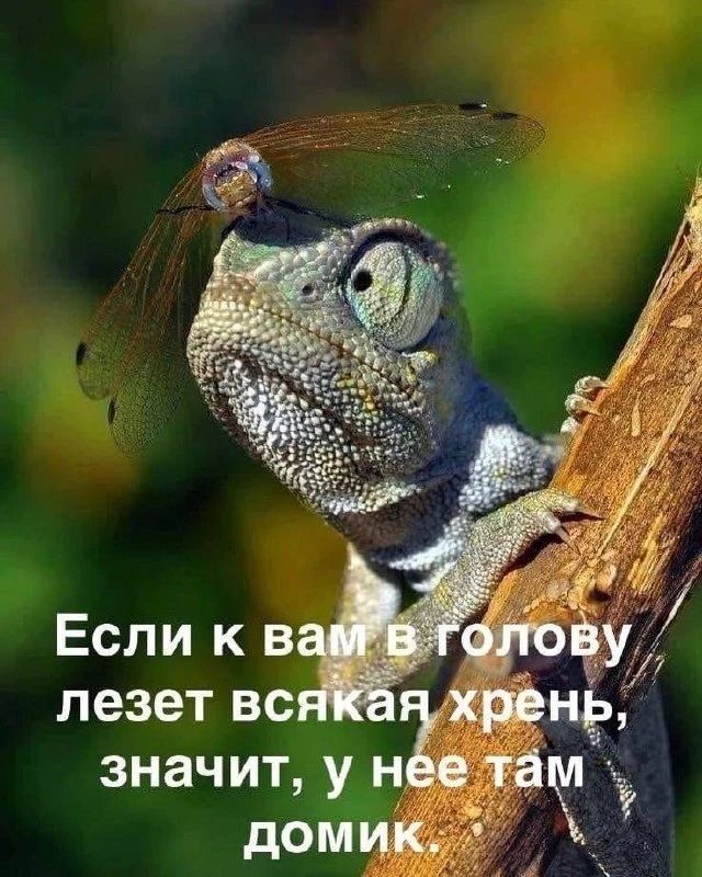 Если к вам в голову лезет всякая хрень, значит, у нее там домик.