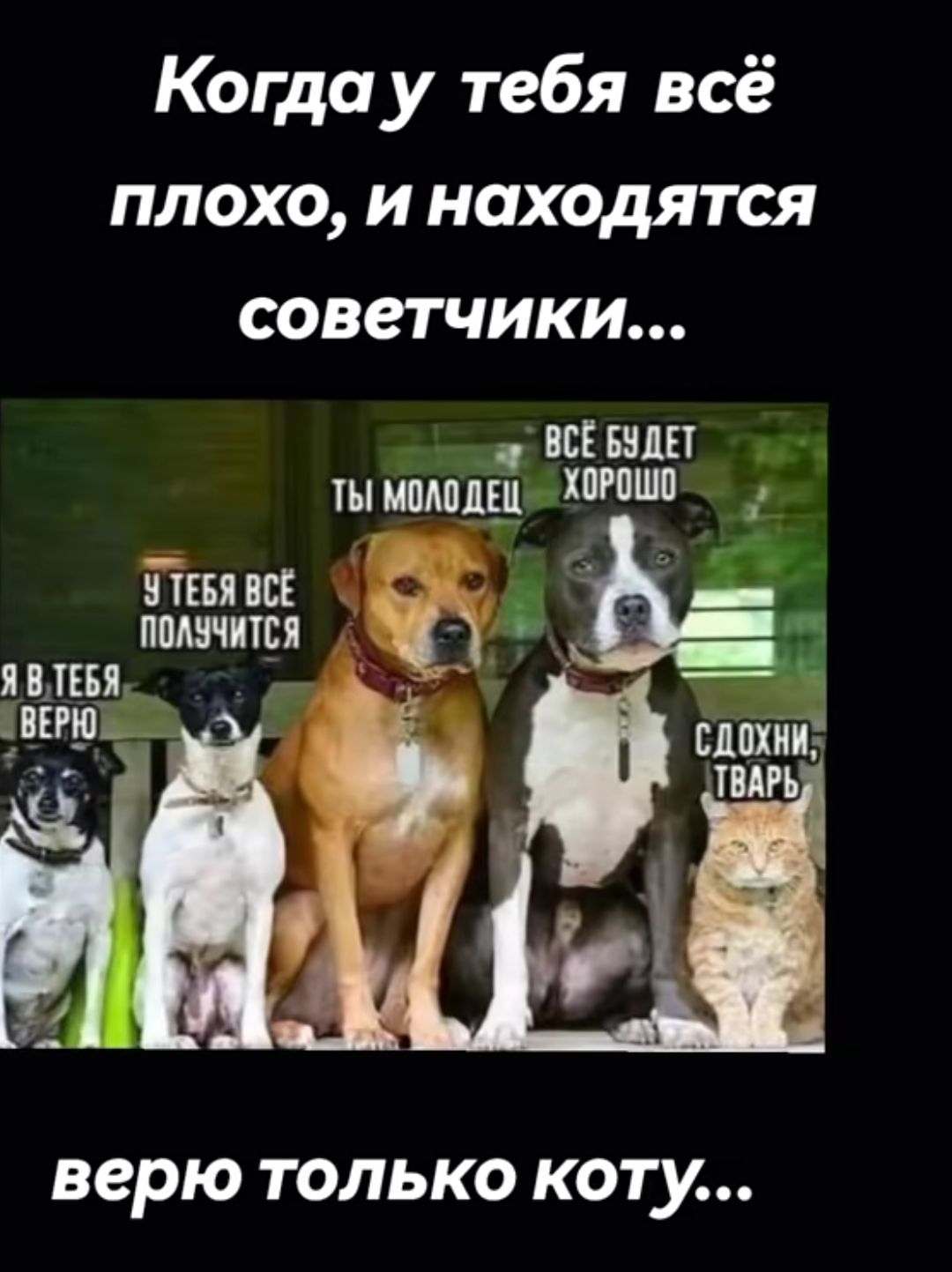 Когда у тебя всё плохо, и находятся советчики... Я в тебя верю. У тебя всё получится. Ты молодец. Всё будет хорошо. Сдохни, тварь. верю только коту...