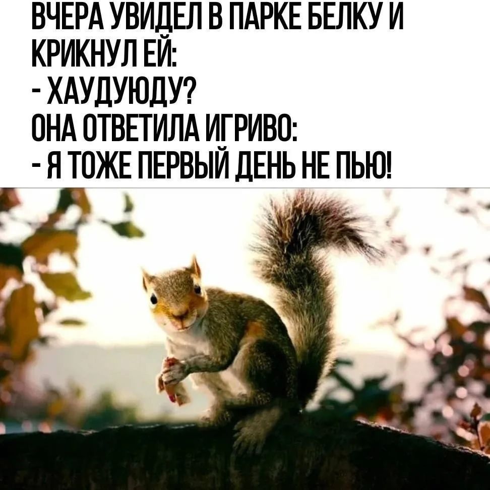 ВЧЕРА УВИДЕЛ В ПАРКЕ БЕЛКУ И КРИКНУЛ ЕЙ: - ХАУДУЮДУ? ОНА ОТВЕТИЛА ИГРИВО: - Я ТОЖЕ ПЕРВЫЙ ДЕНЬ НЕ ПЬЮ!