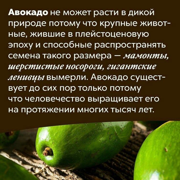 Авокадо не может расти в дикой природе потому что крупные животные, жившие в плейстоценовую эпоху и способные распространять семена такого размера — мамонты, шерстистые носороги, гигантские ленивцы вымерли. Авокадо существует до сих пор только потому что человечество выращивает его на протяжении многих тысяч лет.
