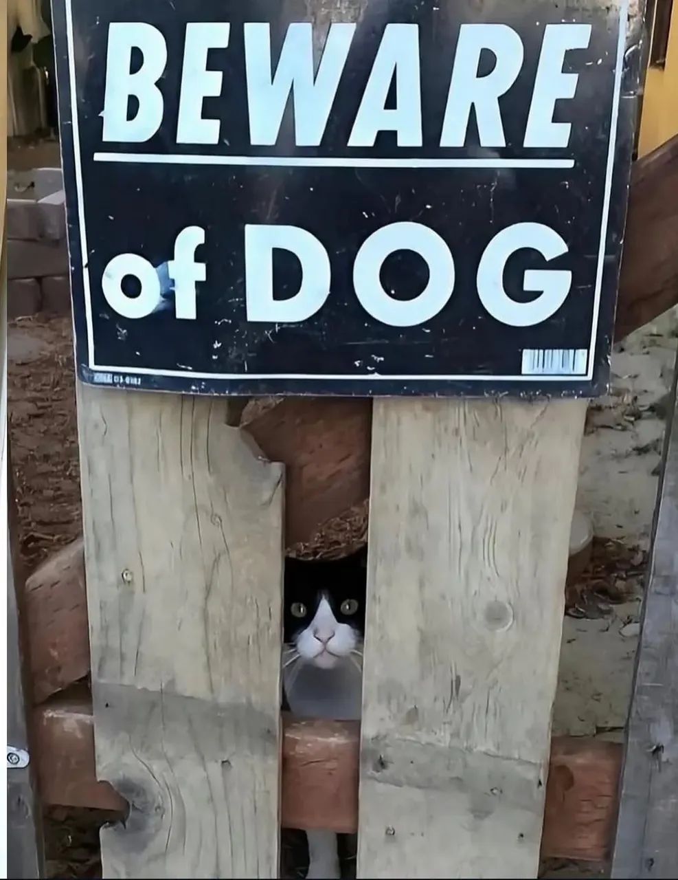 BEWARE of DOG