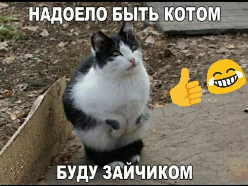 НАДОЕЛО БЫТЬ КОТОМ БУДУ ЗАЙЧИКОМ