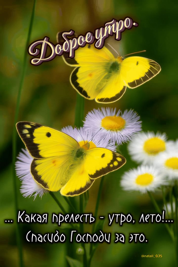 Доброе утро. Какая прелесть - утро, лето! Спасибо Господи за это.