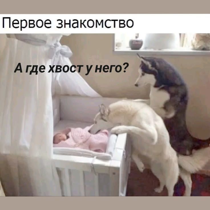 Первое знакомство. А где хвост у него?