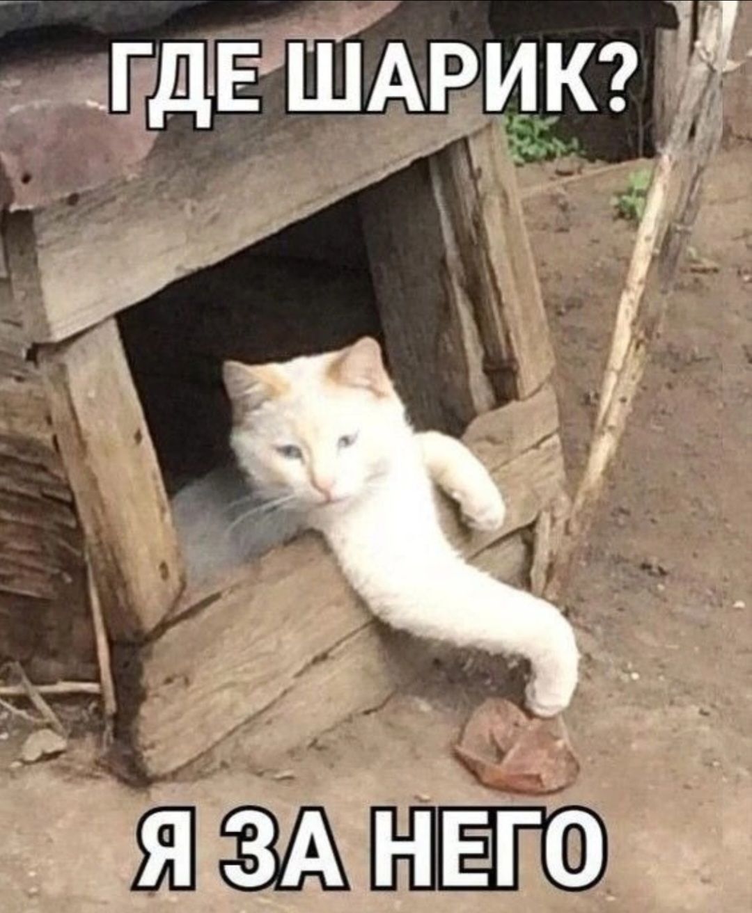 ГДЕ ШАРИК? Я ЗА НЕГО