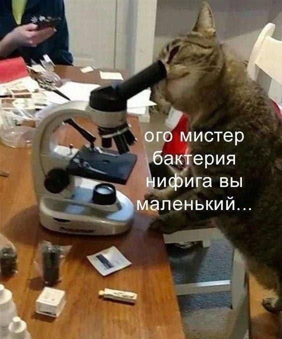 ого мистер бактерия нифига вы маленький...