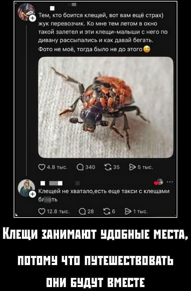 Тем, кто боится клещей, вот вам ещё страх) жук перевозчик. Ко мне тем летом в окно такой залетел и эти клещи-малыши с него по дивану рассыпались и как давай бегать. Фото не моё, тогда было не до этого. Клещей не хватало, есть еще такси с клещами бл ть. КЛЕЩИ ЗАНИМАЮТ УДОБНЫЕ МЕСТА, ПОТОМУ ЧТО ПУТЕШЕСТВОВАТЬ ОНИ БУДУТ ВМЕСТЕ