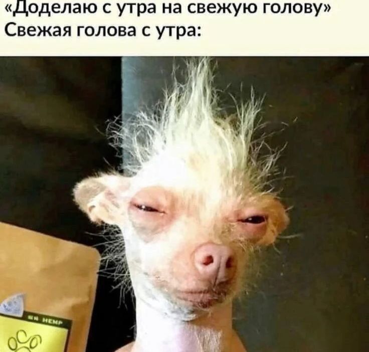 «Доделаю с утра на свежую голову» Свежая голова с утра: