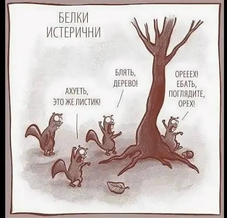 БЕЛКИ ИСТЕРИЧНИ АХУЕТЬ, ЭТО ЖЕ ЛИСТИК! БЛЯТЬ, ДЕРЕВО! ОРЕЕЕХ! ЕБАТЬ, ПОГЛЯДИТЕ, ОРЕХ!