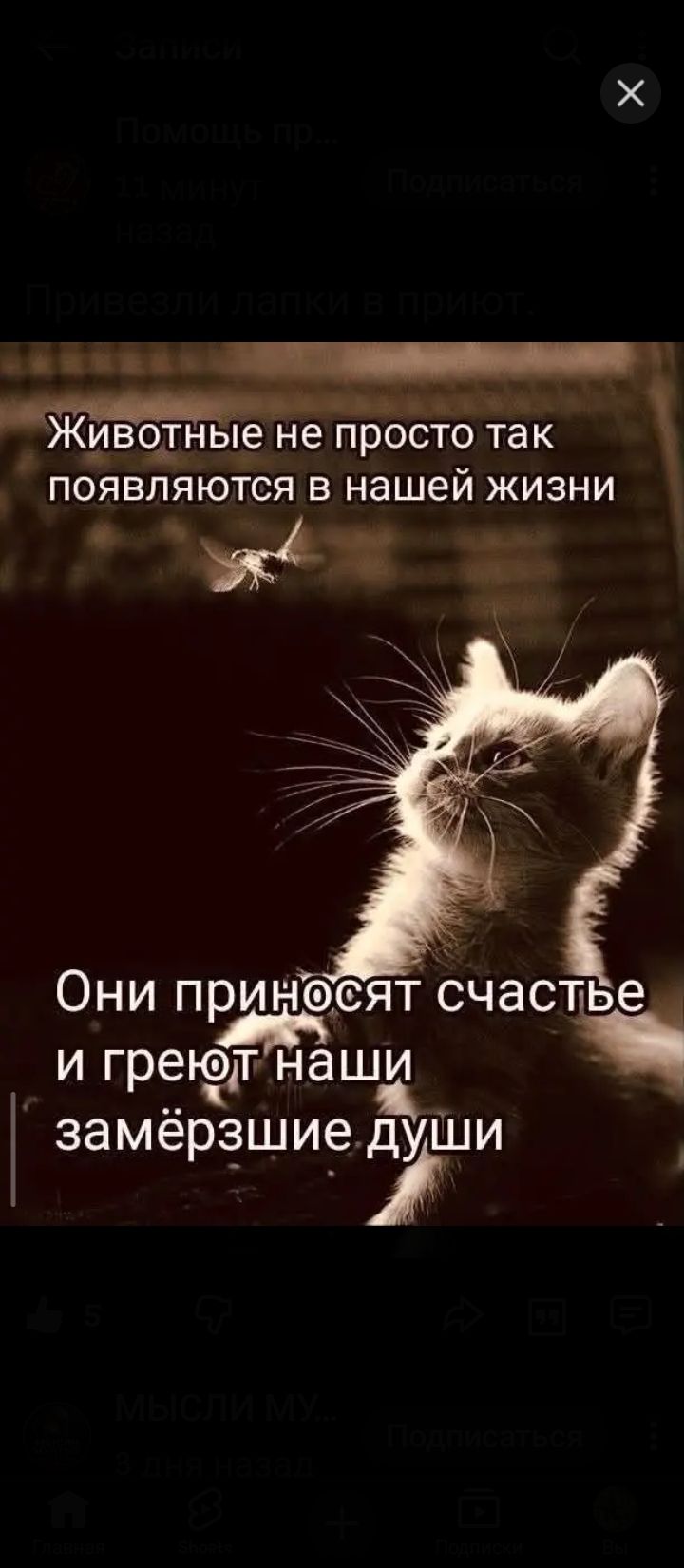 Животные не просто так появляются в нашей жизни. Они приносят счастье и греют наши замёрзшие души