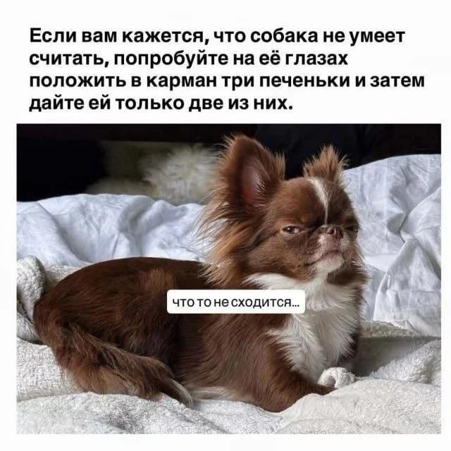 Если вам кажется, что собака не умеет считать, попробуйте на её глазах положить в карман три печеньки и затем дайте ей только две из них. ЧТО ТО НЕ СХОДИТСЯ...