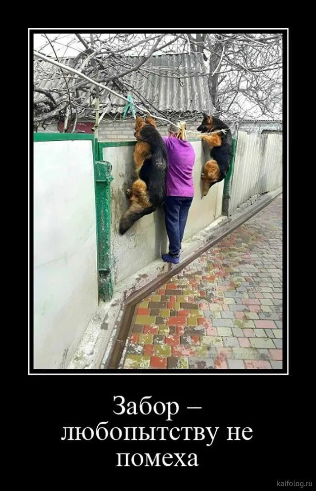 Забор — любопытству не помеха