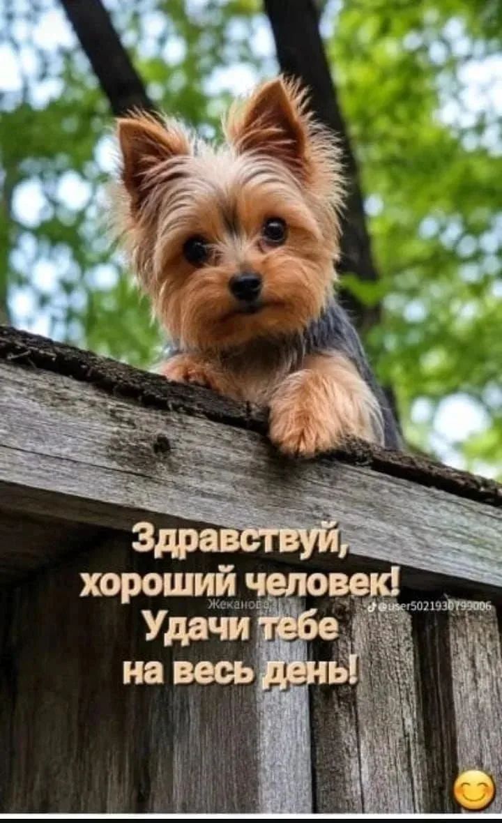Здравствуй, хороший человек! Удачи тебе на весь день!