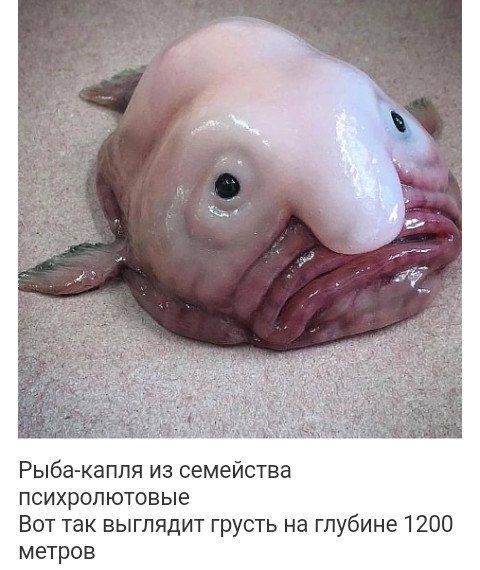 Рыба-капля из семейства психролютовые. Вот так выглядит грусть на глубине 1200 метров